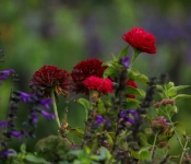 2023 09 17 LongFellowGardens 054